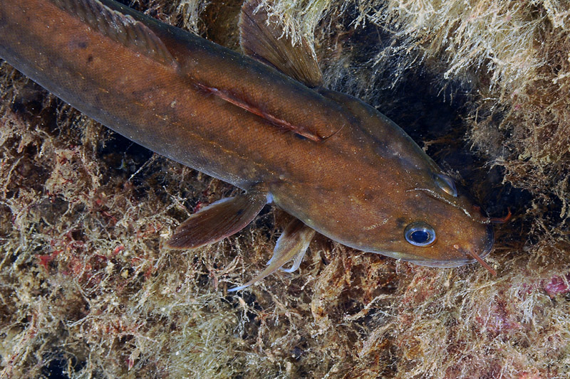 Gaidropsarus mediterraneus da Livorno